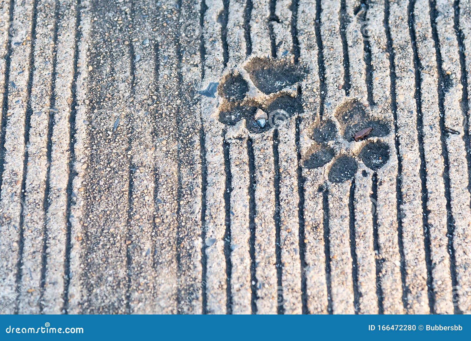 Dog Footprints Printed in Sidewalk Concrete Cement Animal Stock Photo