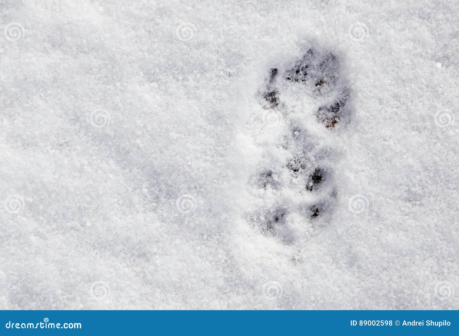 Dog Footprints In The Snow As A Background Stock Photo Image of