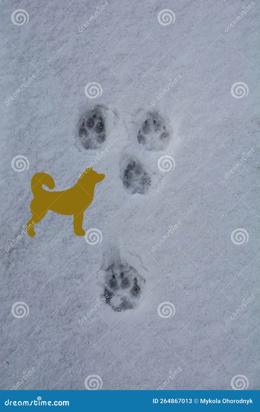 Dog footprints in the snow stock image. Image of footprint 264867013