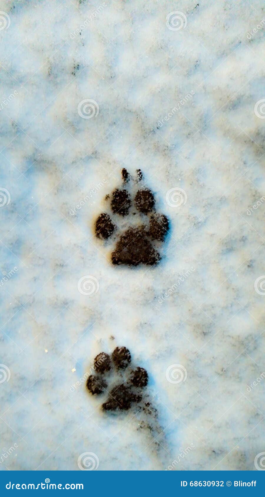 Dog footprints in the snow stock photo. Image of track 68630932