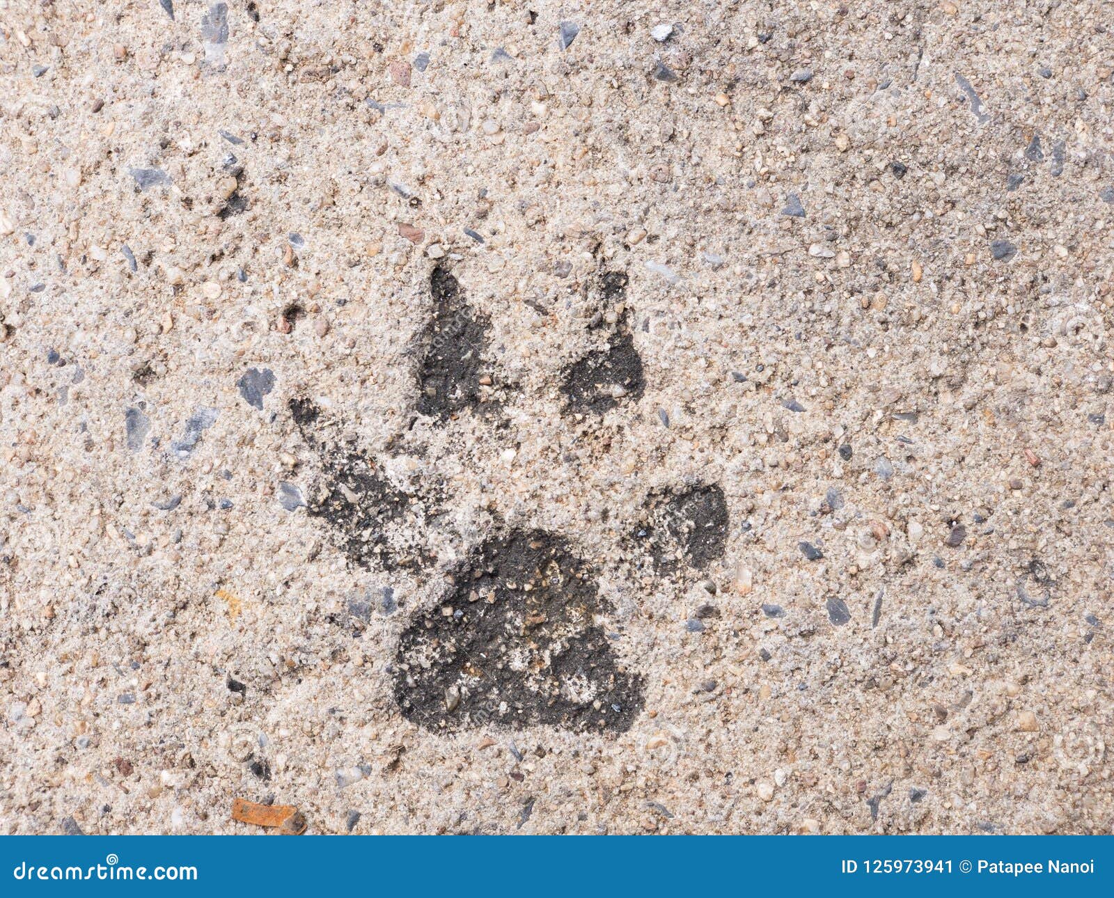 The Dog Footprints Or The Dog Step On Concrete Cement Street Look Stock