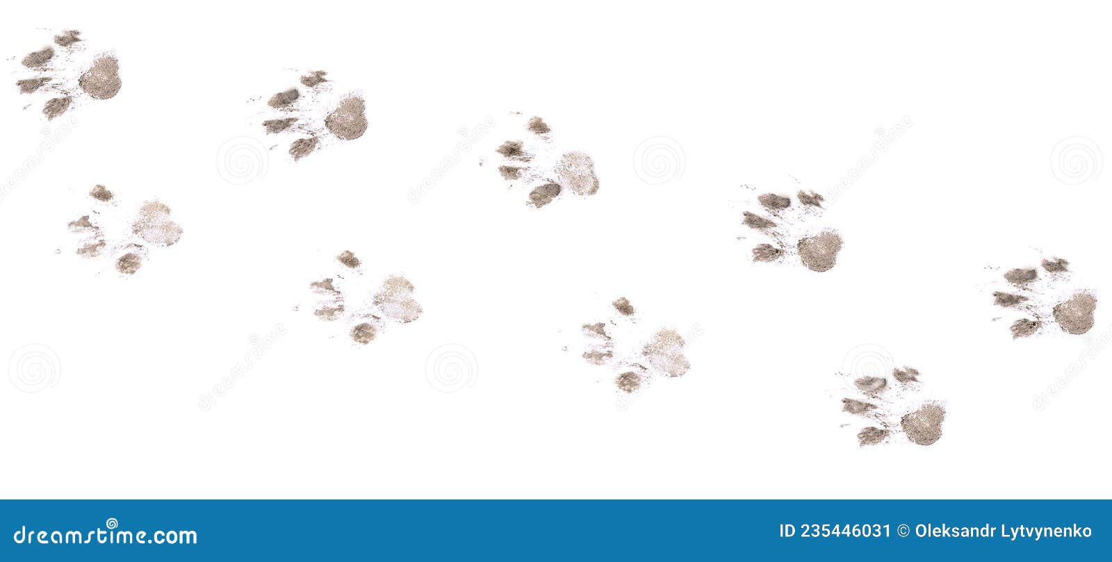 dog footprints on a white background