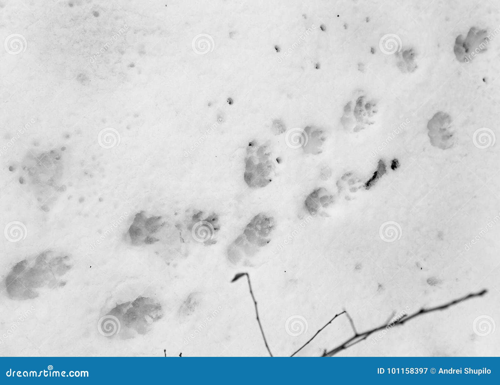 Dog footprints on white snow . In the park in nature