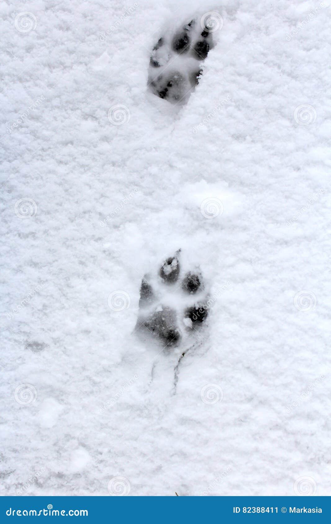Dog Footprints in the White Snow. Stock Image Image of footprints