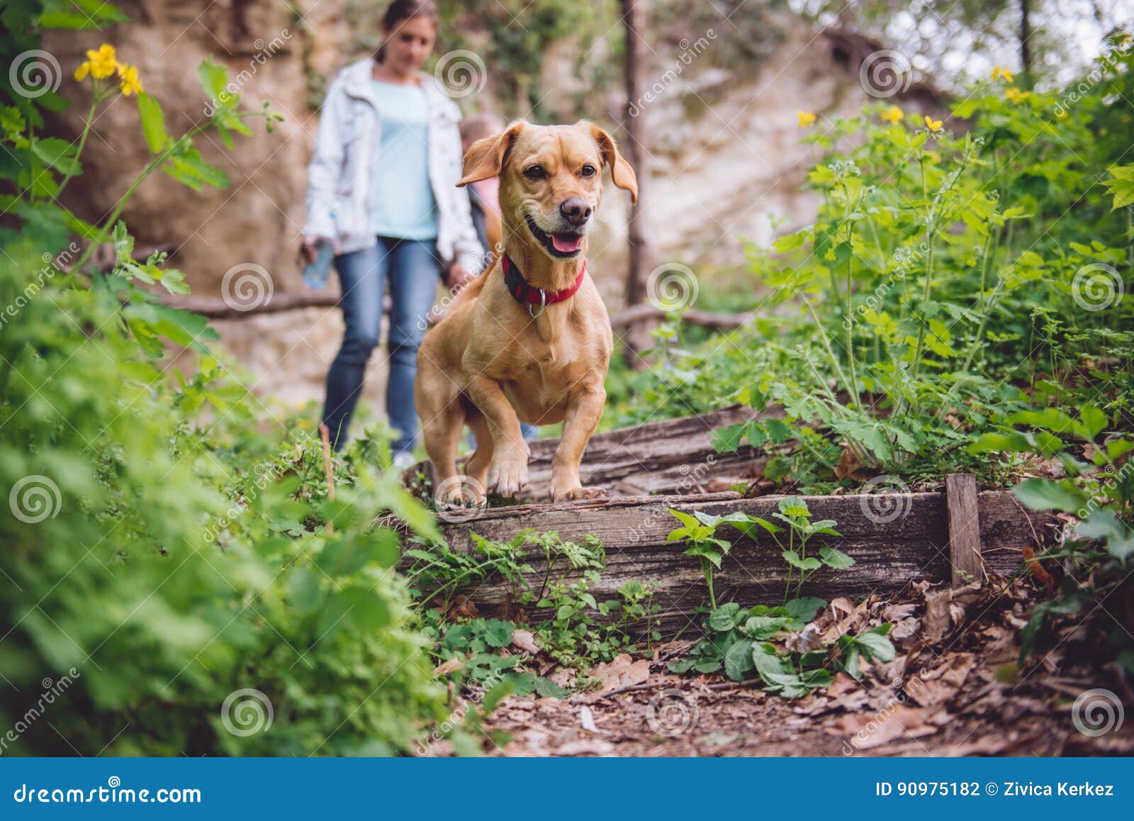Dog on a forest trail stock photo. Image of animal, hiking 90975182