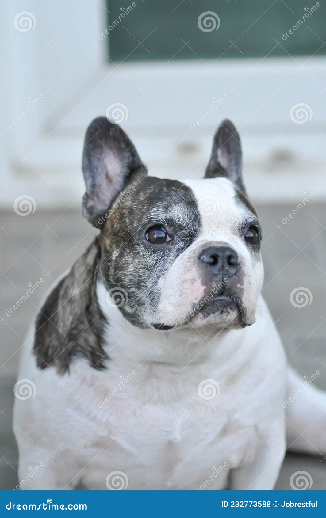 Dog or French Bulldog, French Bulldog Stock Photo - Image of ...