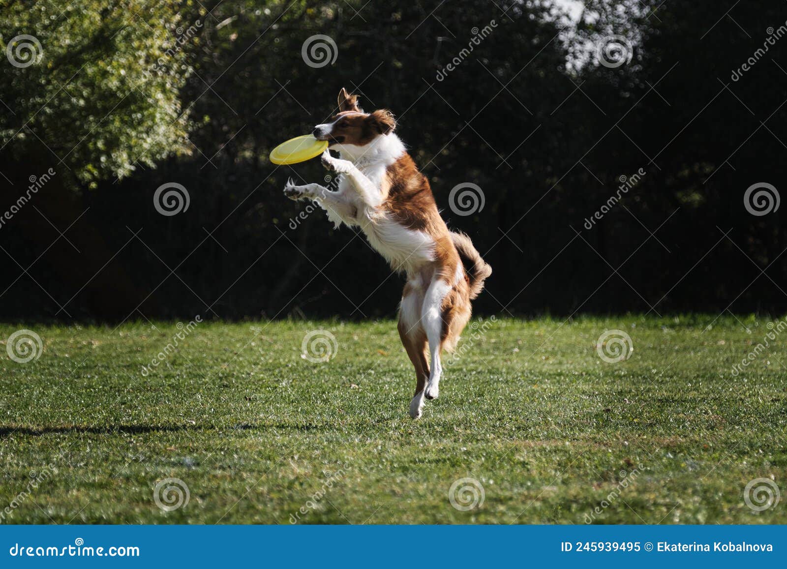 dog frisbee. competitions of dexterous dogs. a border collie of red sable color jumps and catches a flying saucer in flight with