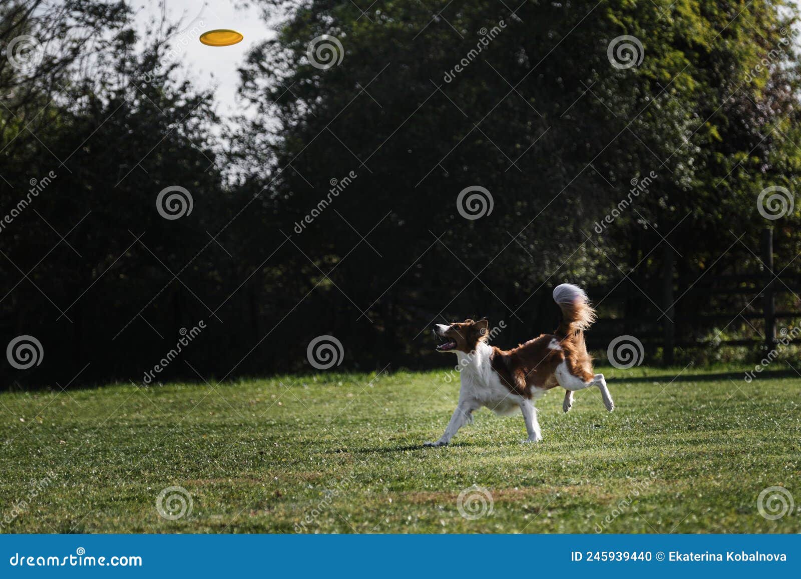 dog frisbee. border collie of red sable color runs quickly through green grass and tries to catch up flying saucer. the pet wants