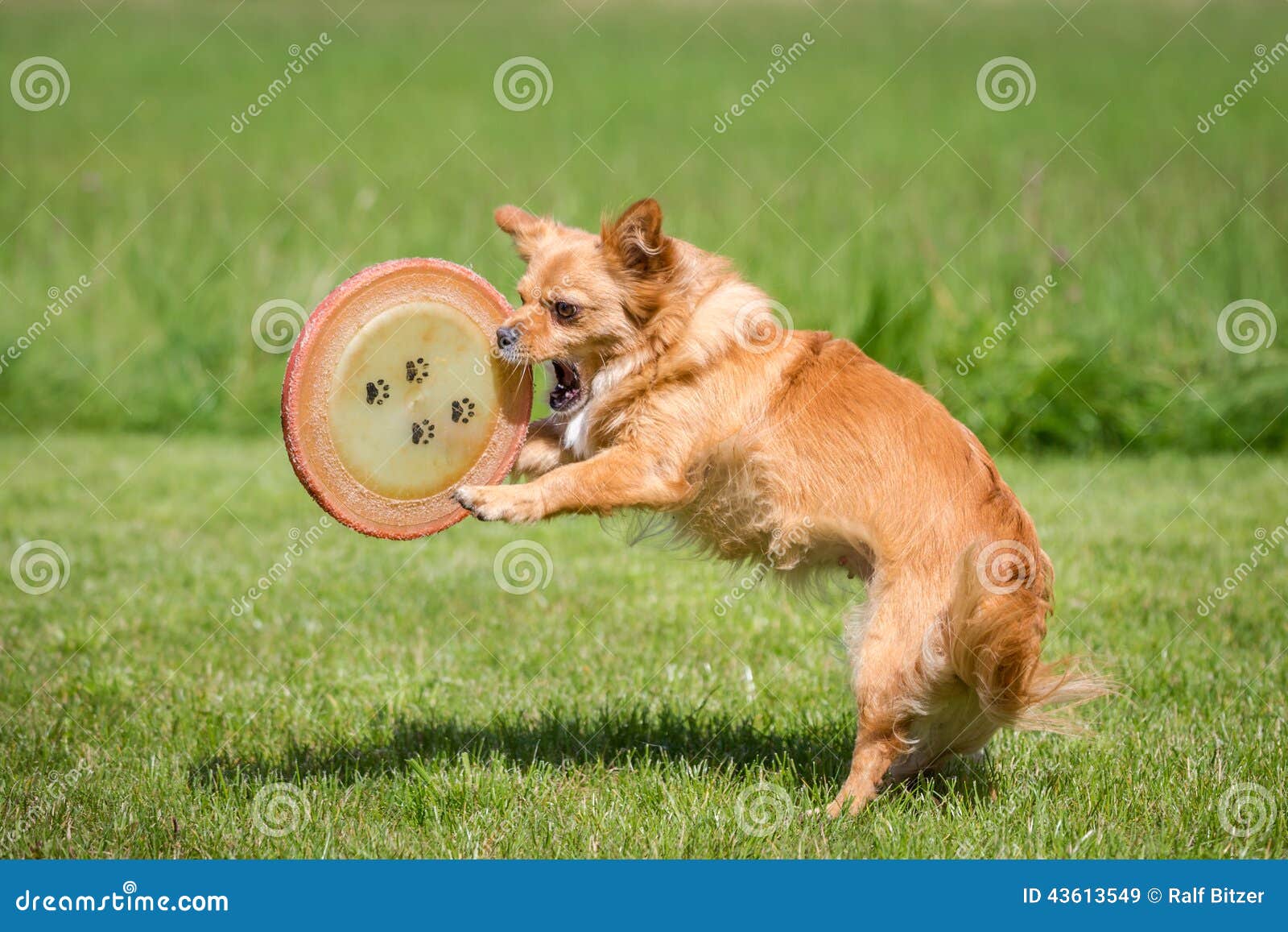 Dog with a Frisbee stock image. Image of quadruped, action 43613549