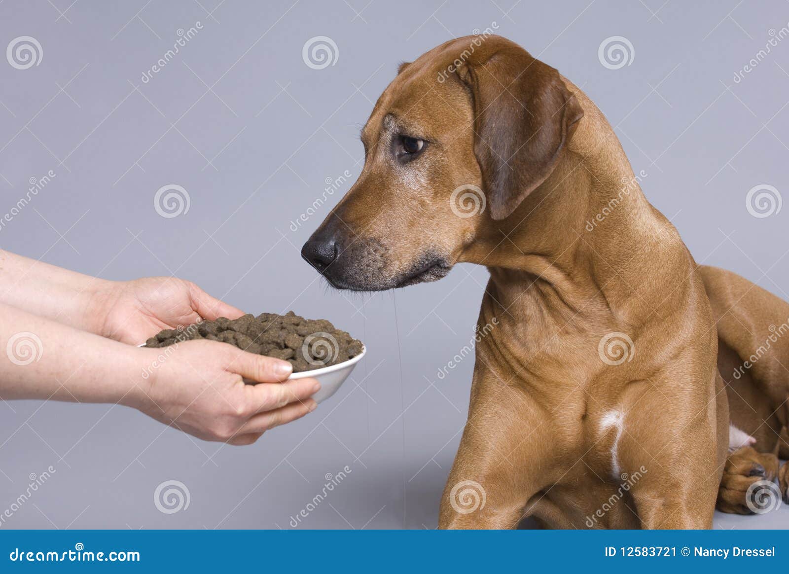A Rhodesian Ridgeback RoyaltyFree Stock Photography CartoonDealer