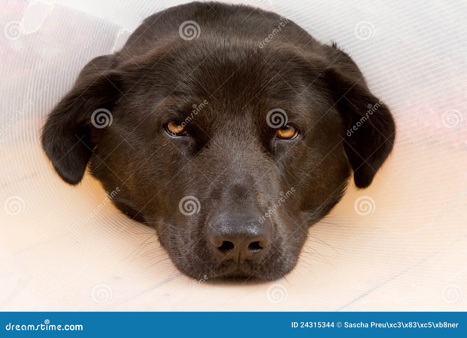 Dog with funnel stock photo. Image of animal, portrait 24315344