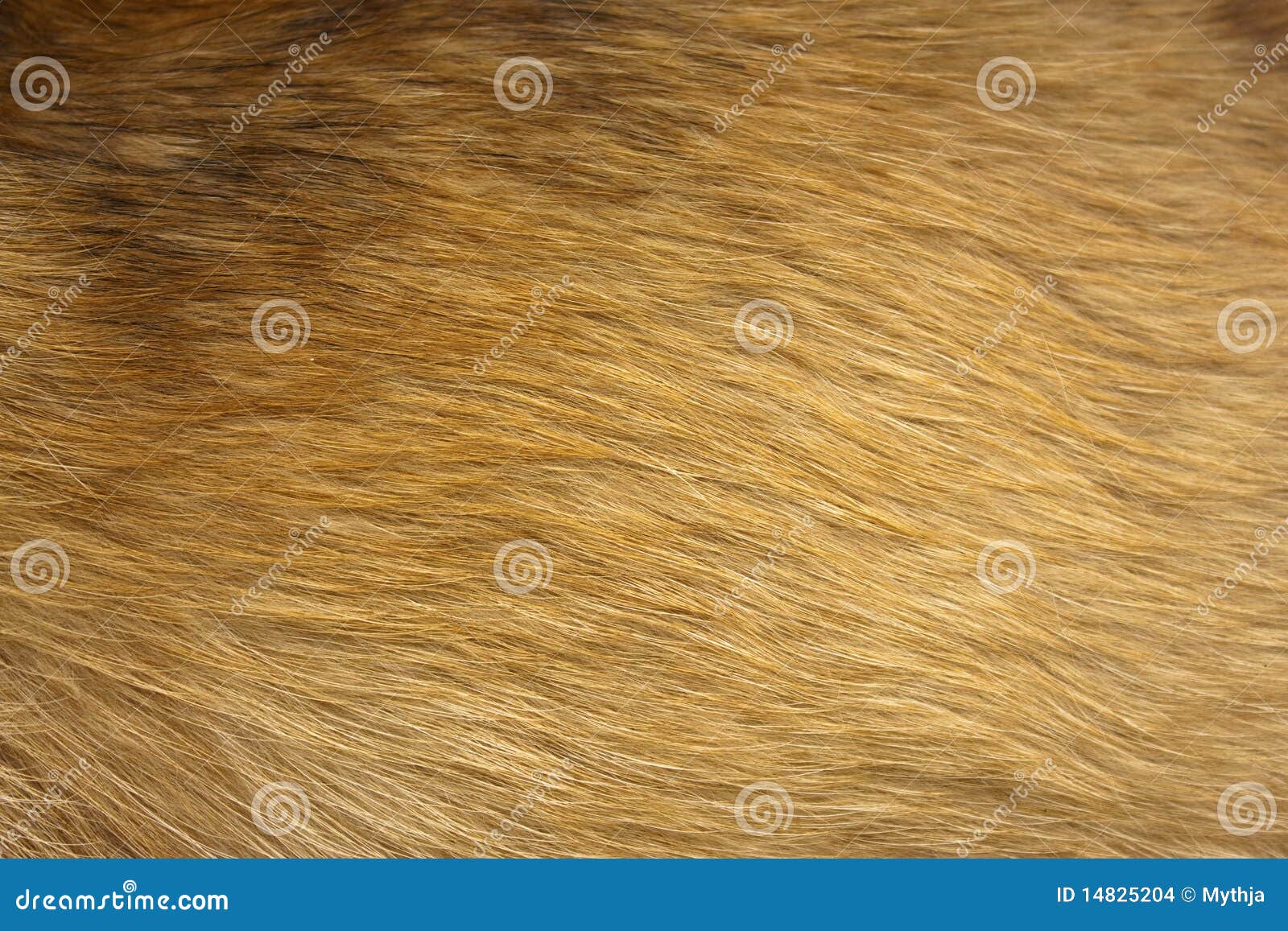 dog fur close up