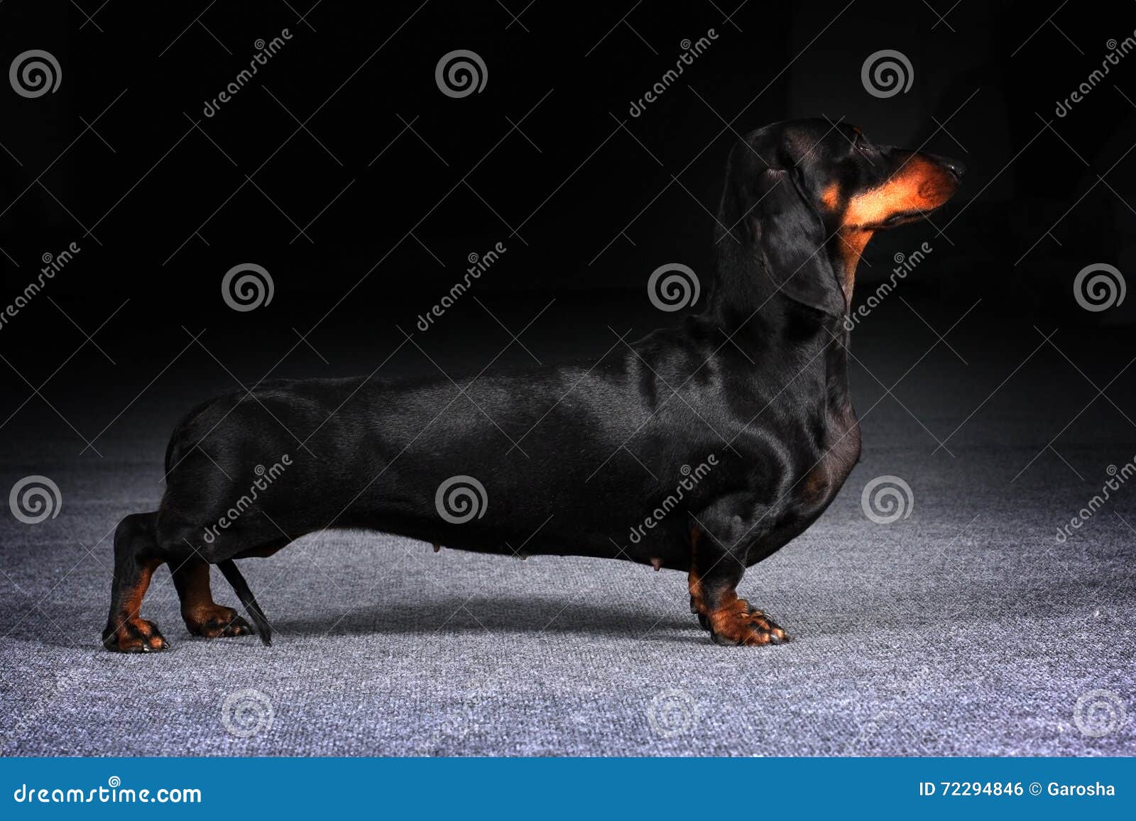 Dog German Dachshund is To Show the Position Stock Photo Image of