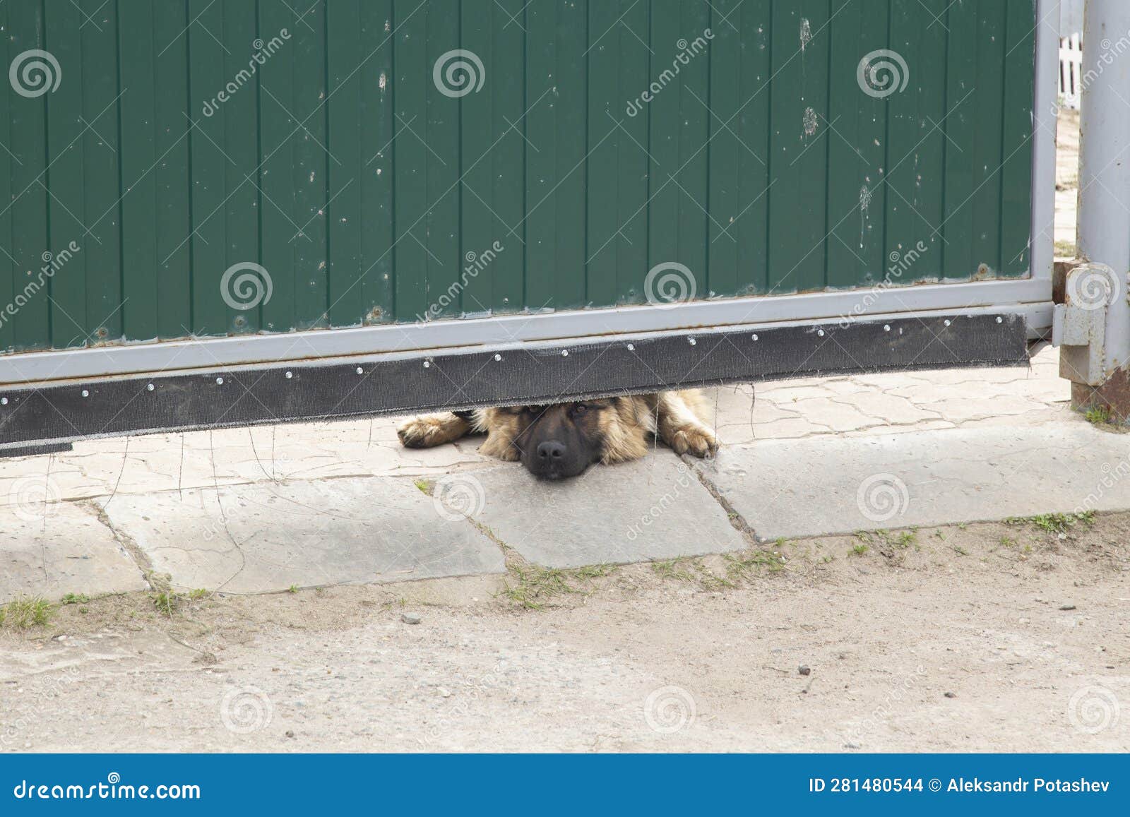 A Dog, a German Shepherd, Behind a Fence. the Dog Guards the House