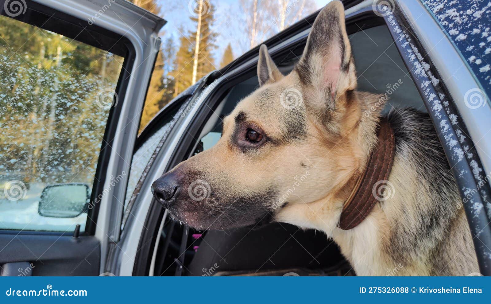 Dog German Shepherd in a Car. Eastern European Dog Veo in Travel or