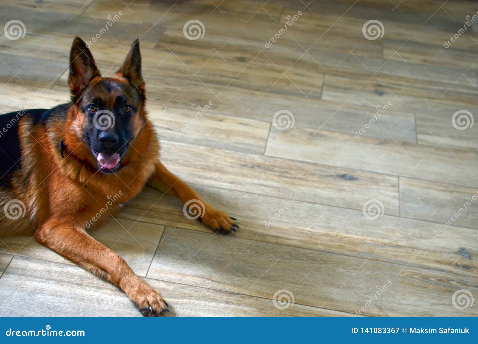 german shepherd apartment dog