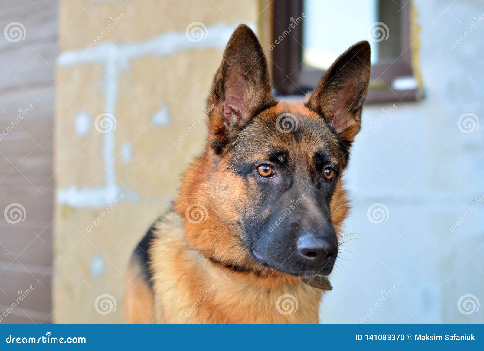 german shepherd apartment dog