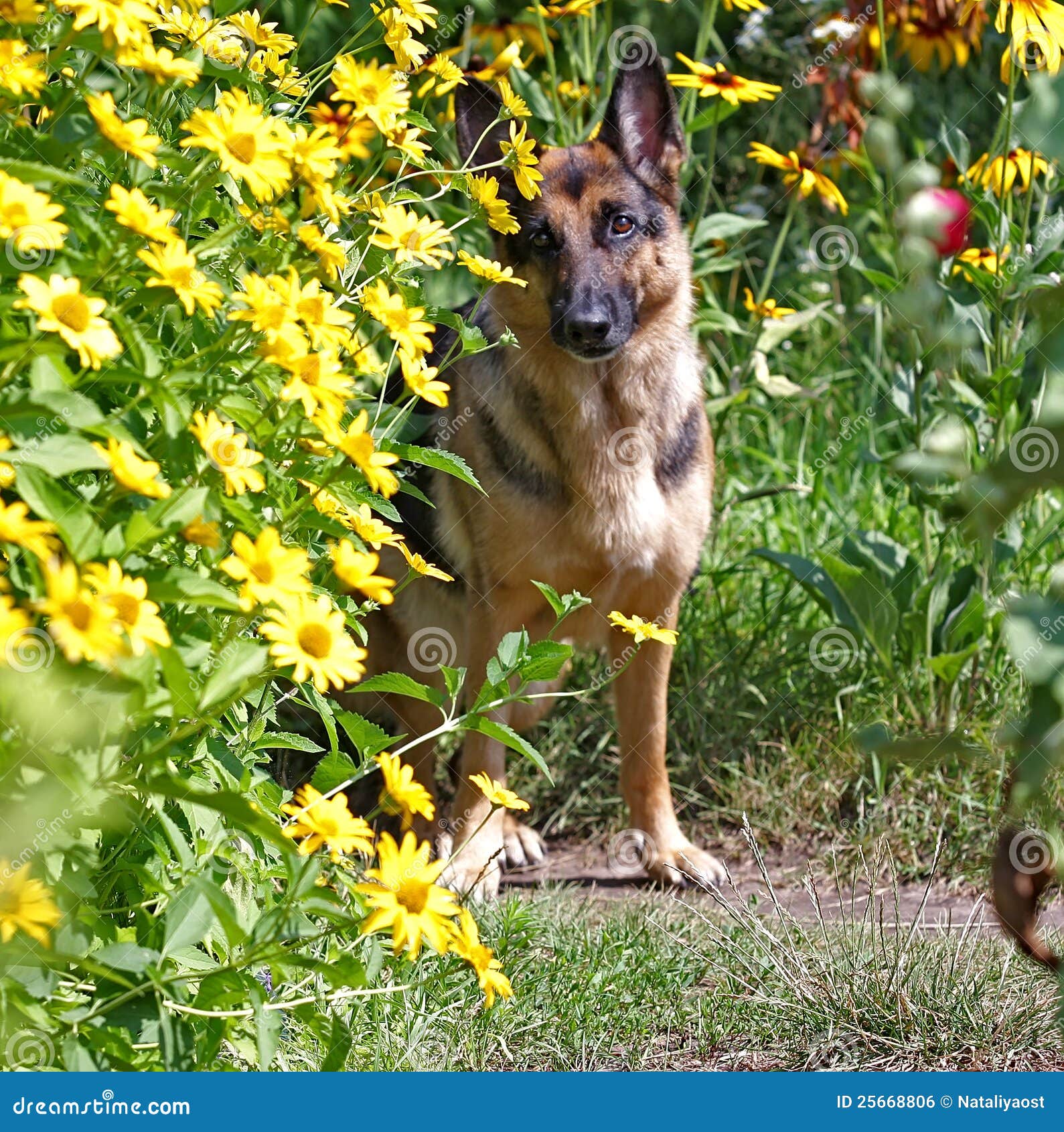 Dog, German Shepherd in Flowers Stock Photo Image of solarly, wool