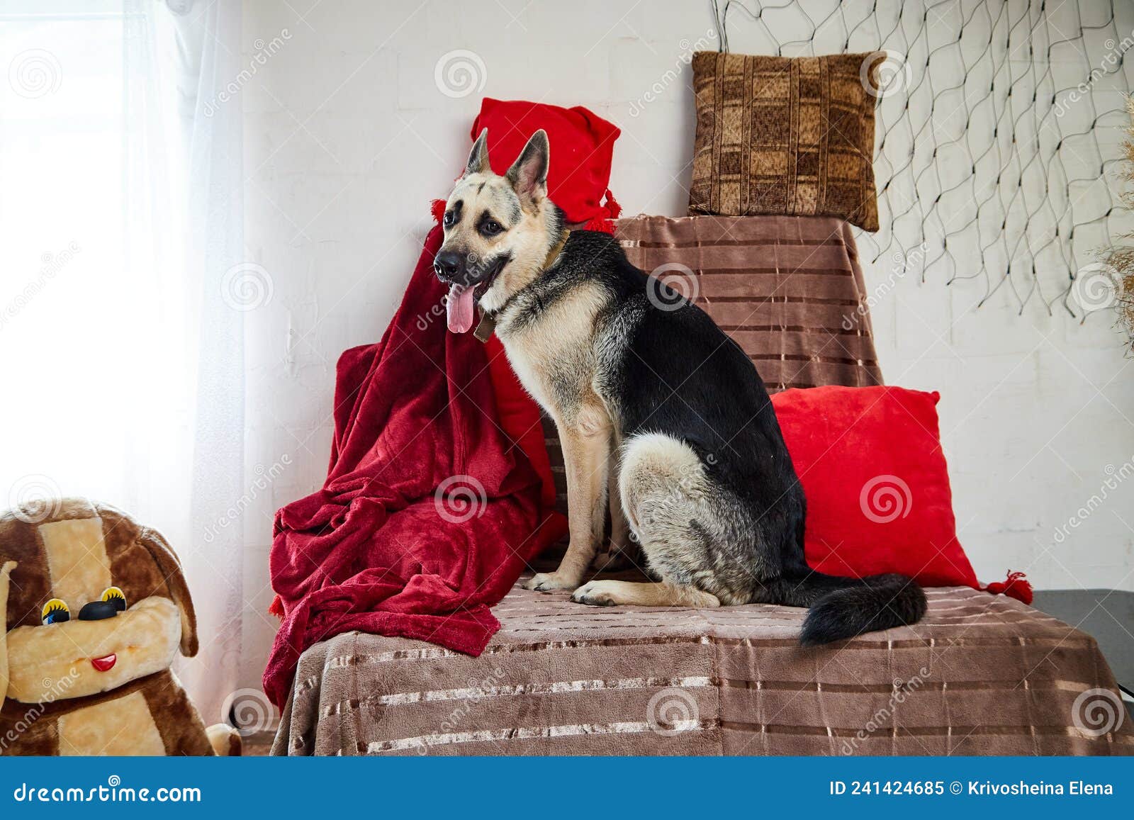 Dog German Shepherd in a Forest in the Room Stock Image Image of play
