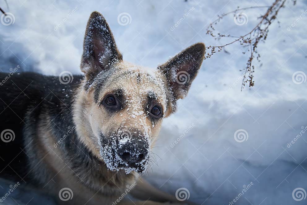 Dog German Shepherd Outdoors On A White Snow In A Winter Day Russian