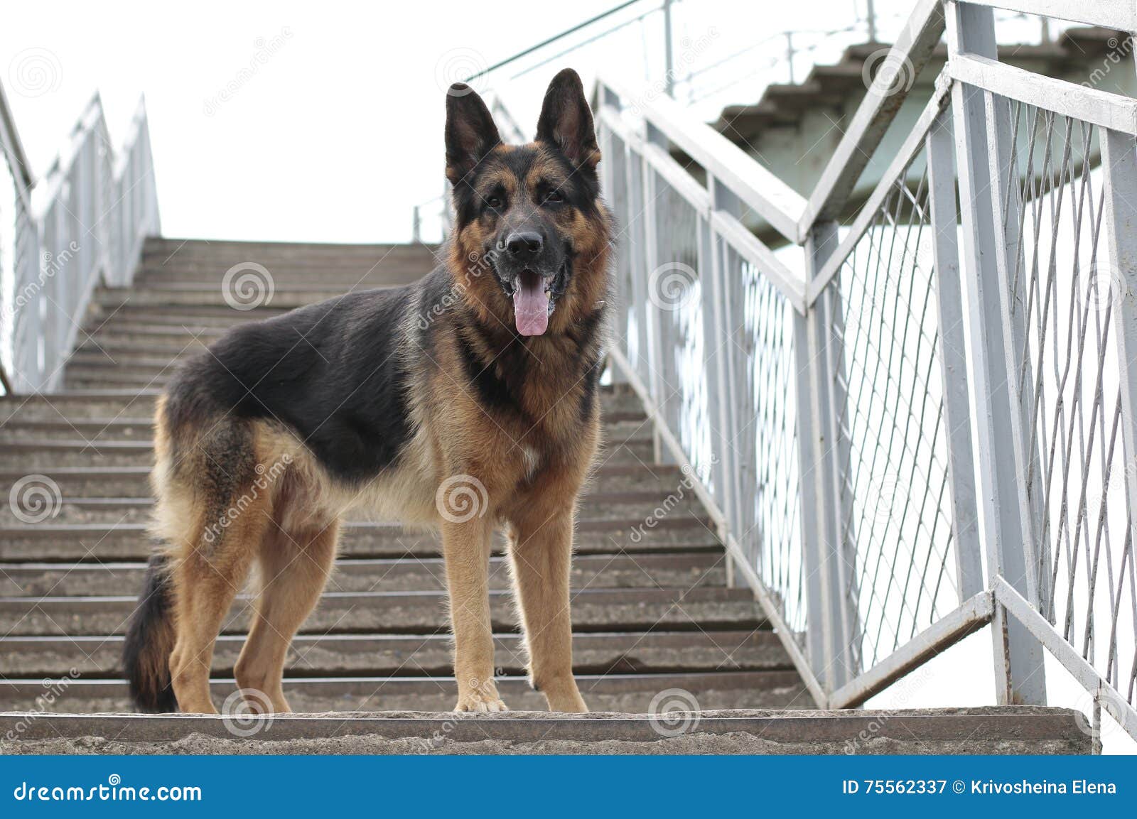 Dog German Shepherd is on the Steps Stock Image Image of nose
