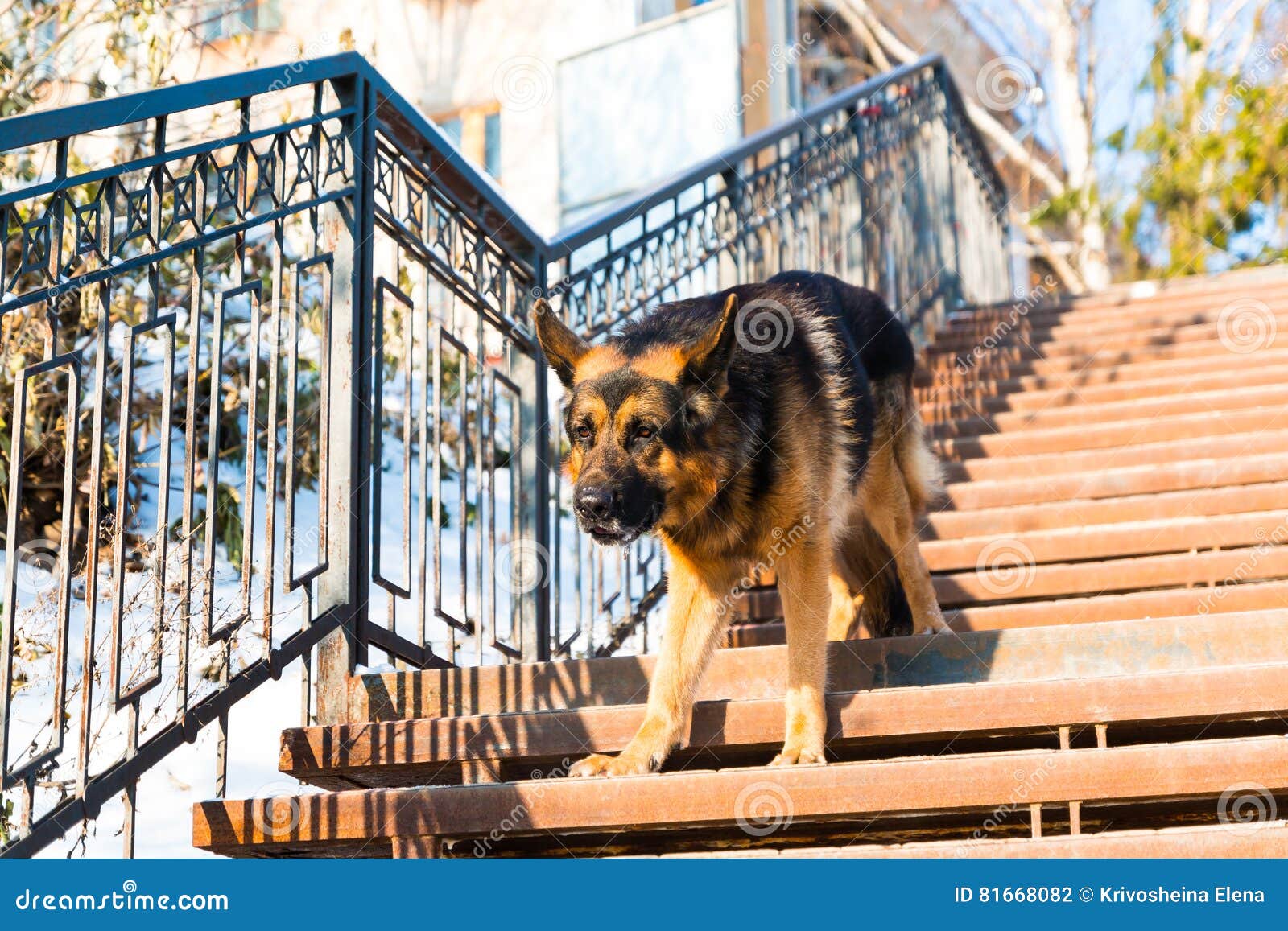 Dog German Shepherd on the Steps Stock Photo Image of military