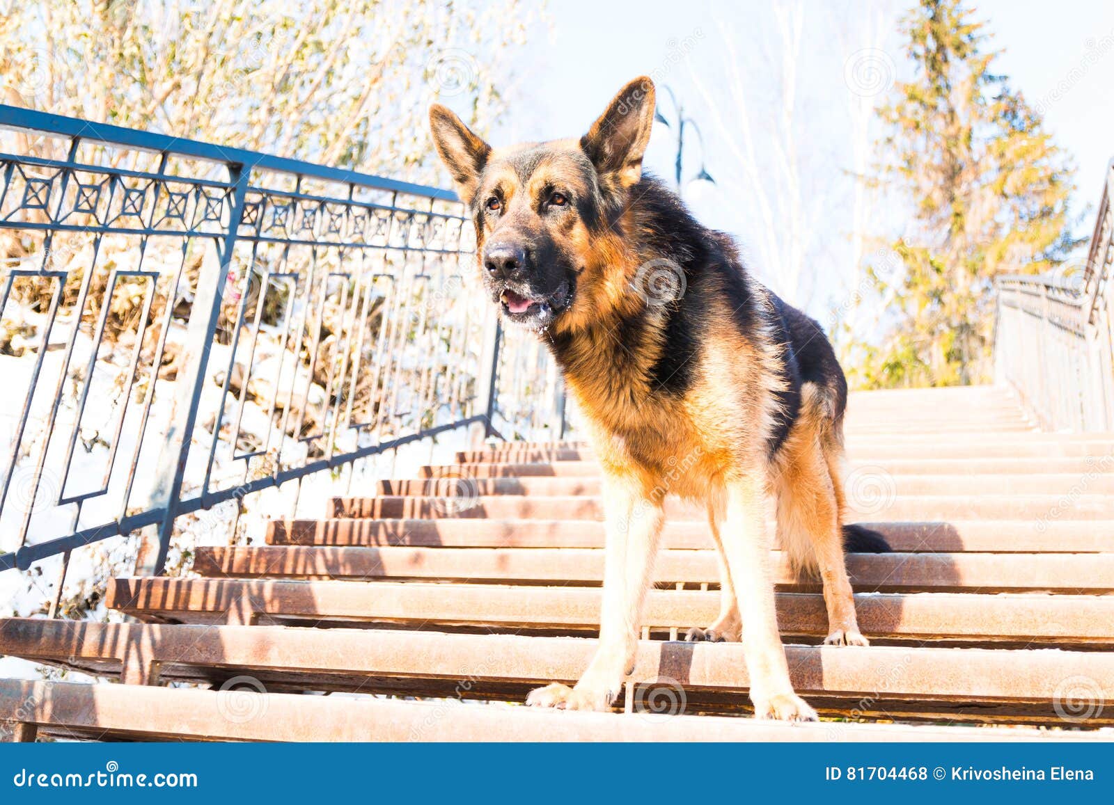 Dog German Shepherd on the Steps Stock Photo Image of animal
