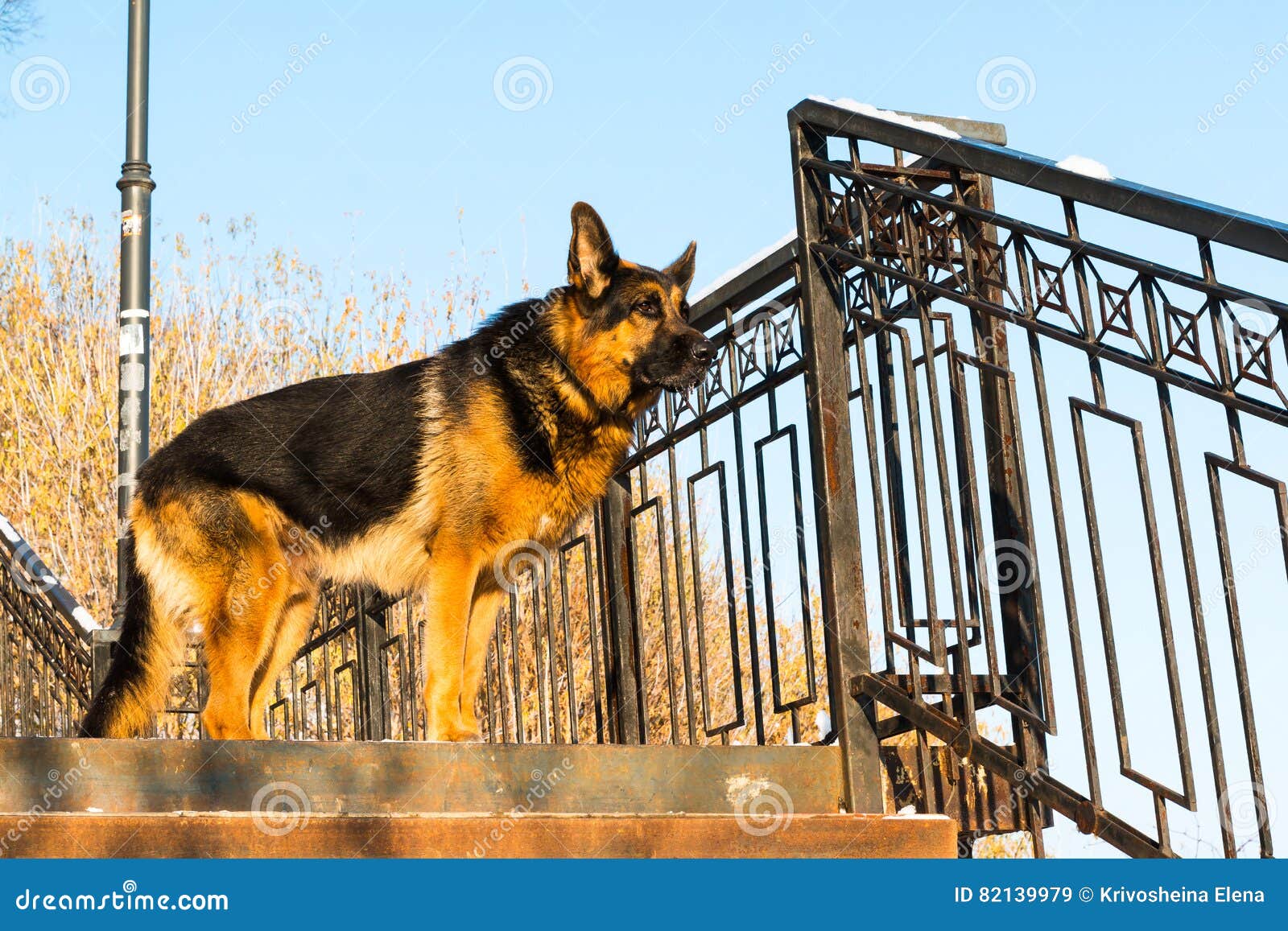 Dog German Shepherd on the Steps Stock Image Image of cute, brave