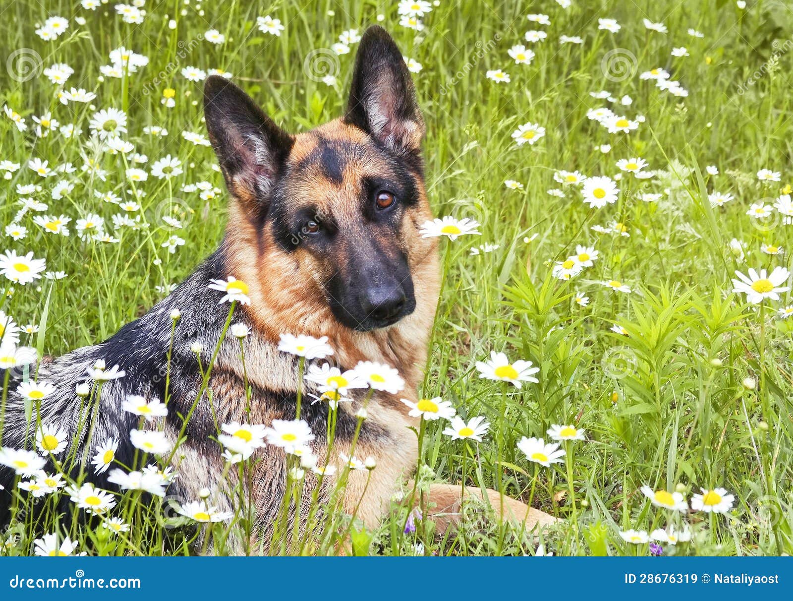 Dog, German Shepherd in White Daisies Stock Image Image of flowers