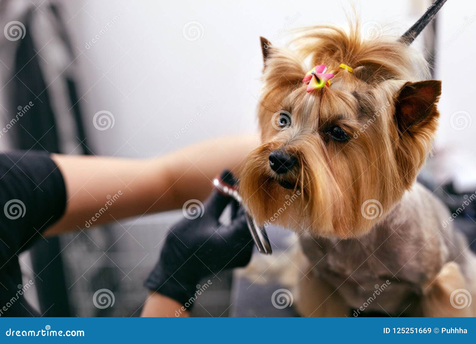 dog gets hair cut at pet spa grooming salon. closeup of dog