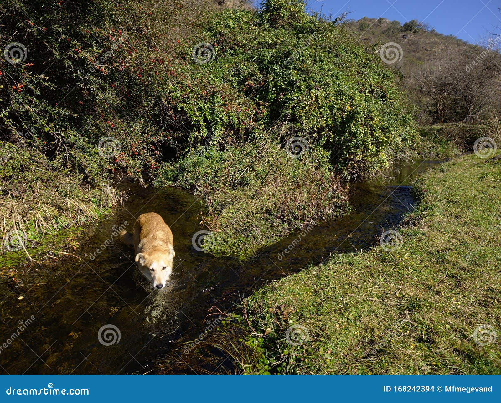 Dog Getting A Bath In A Stream Near The San Antonio River ...