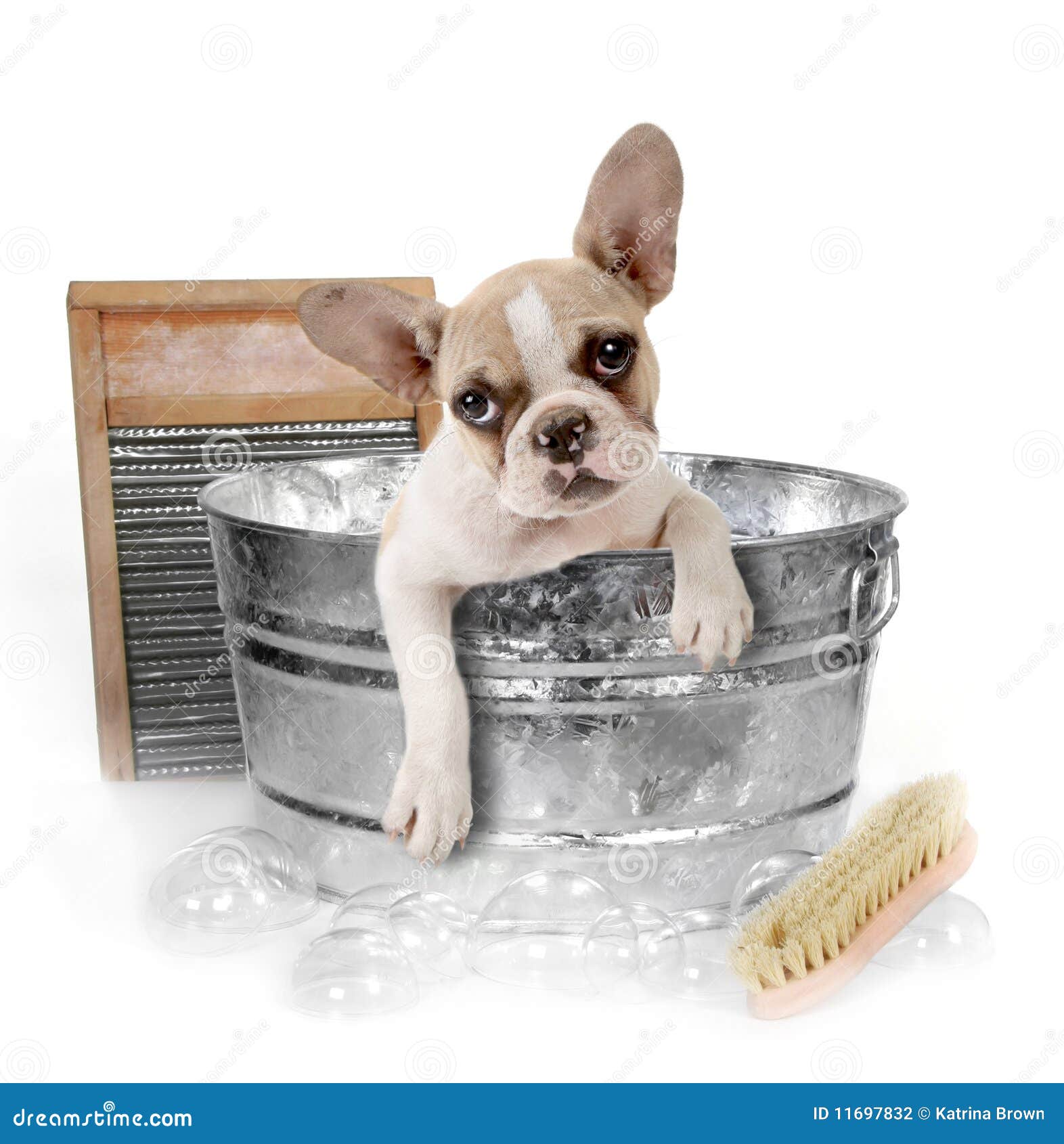 Dog Getting A Bath In A Washtub In Studio Stock Photo