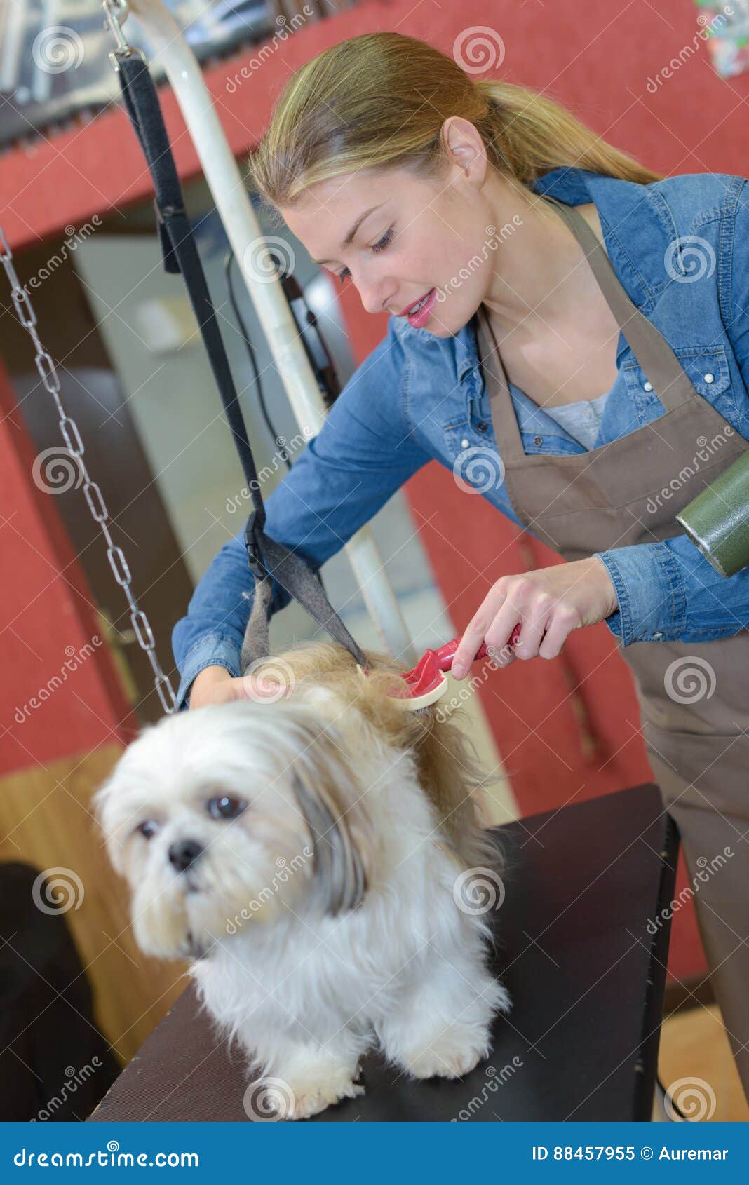 Dog Getting Brushed in Grooming Salon Stock Image Image of trimming