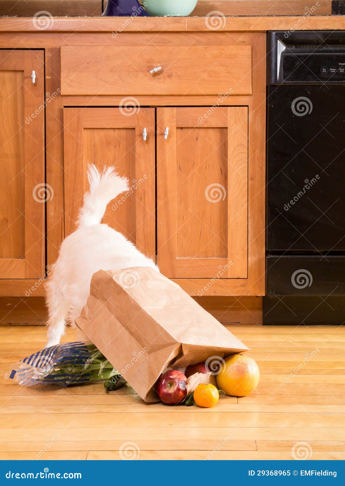 Dog Getting Into The Groceries Stock Image - Image of kitchen ...