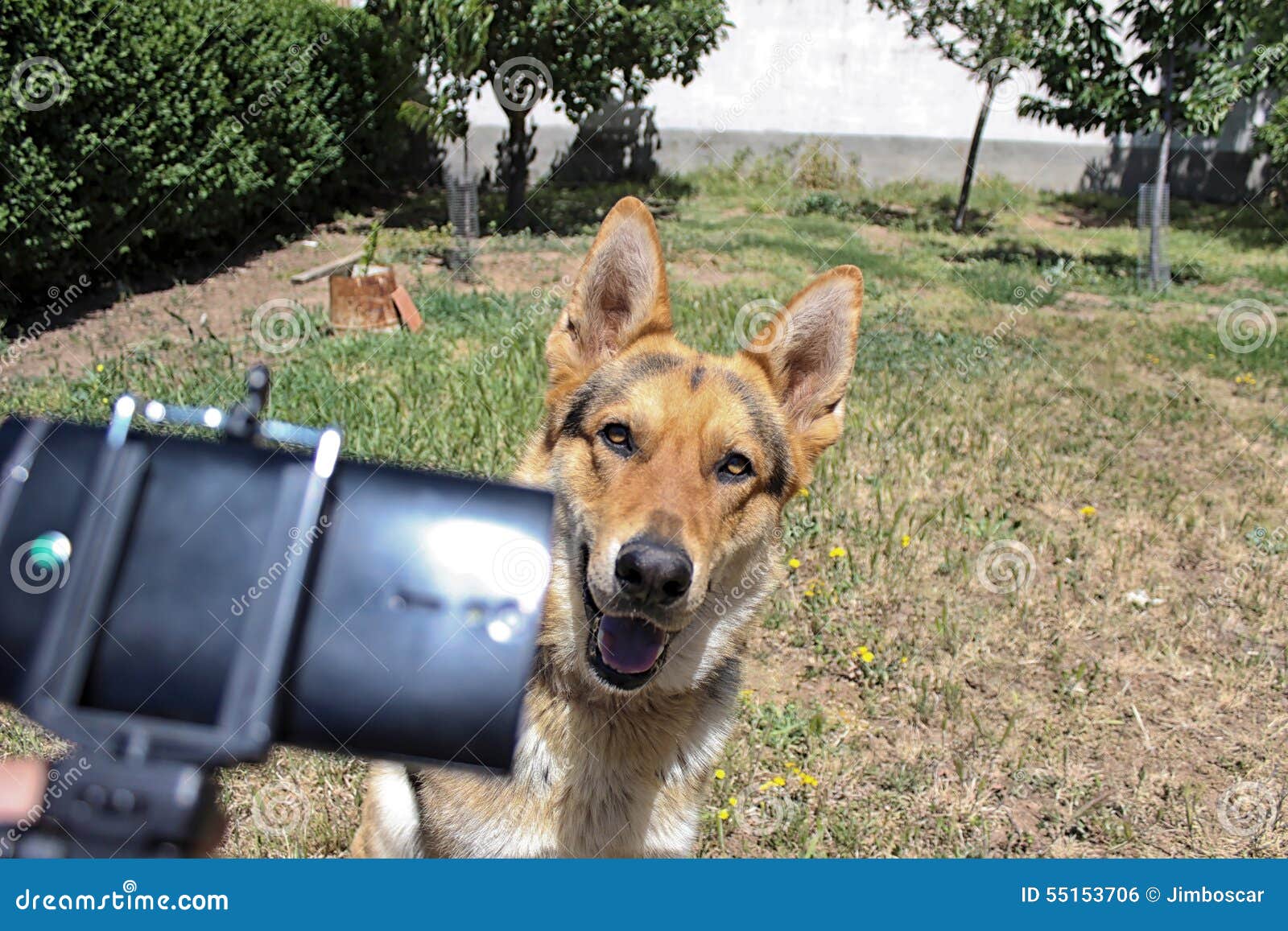 dog getting a selfie