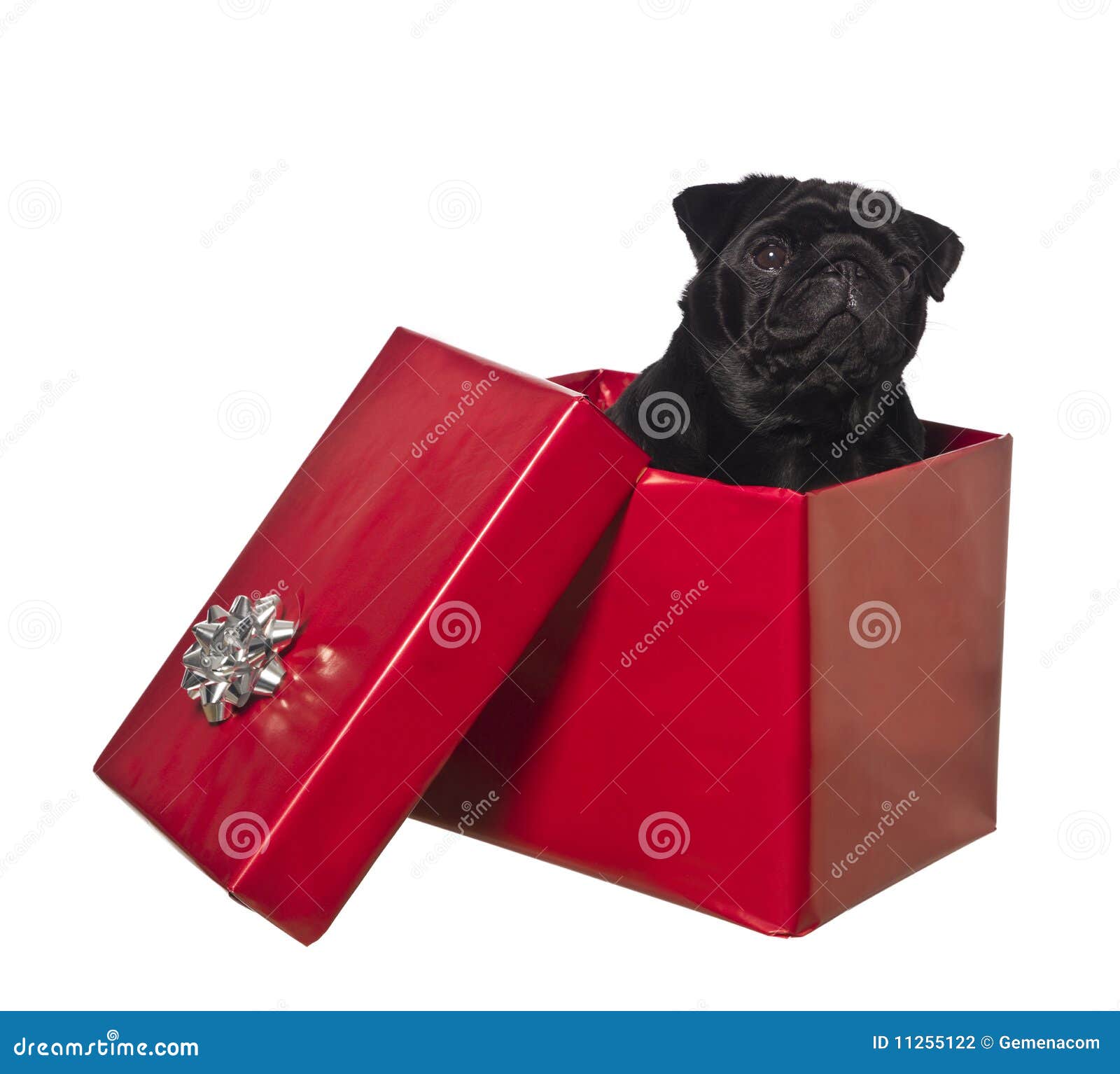 Dog in a gift box stock photo. Image of present, cute 11255122