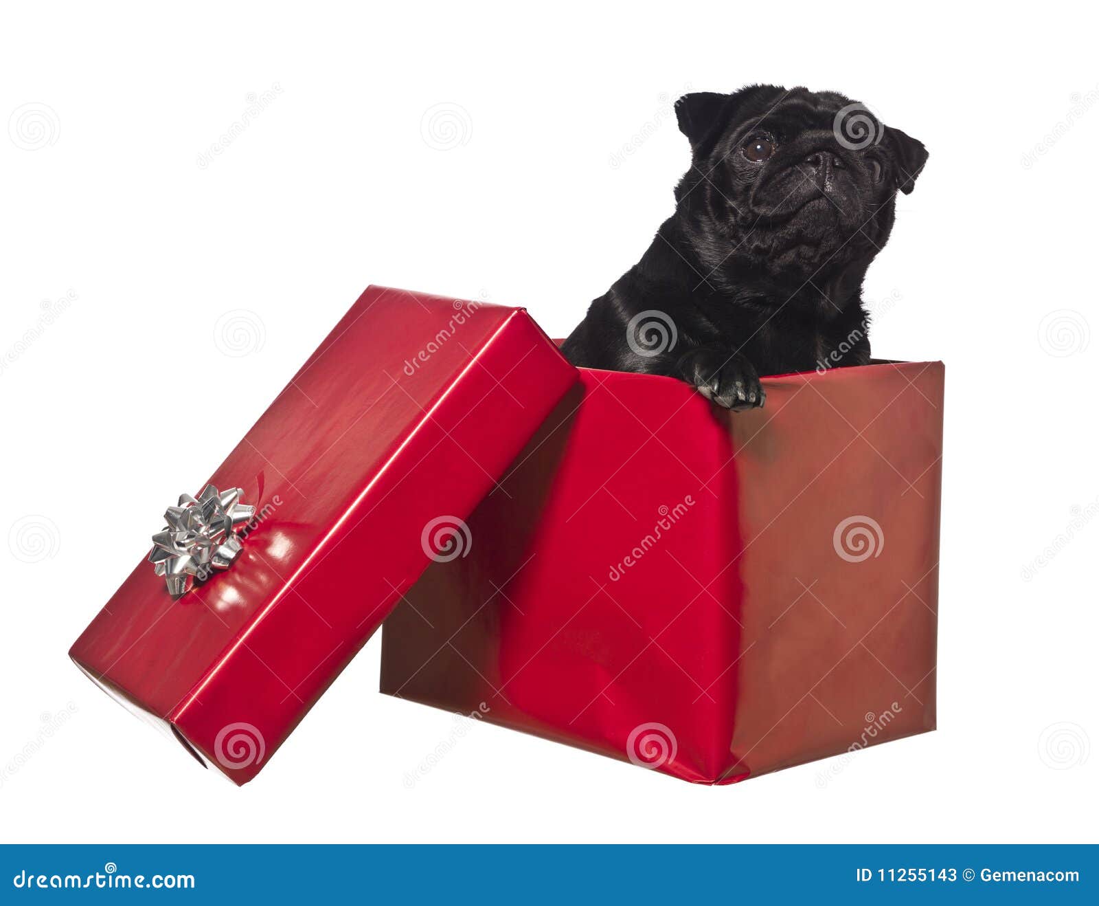 Dog in a gift box stock image. Image of hound, give, isolated 11255143