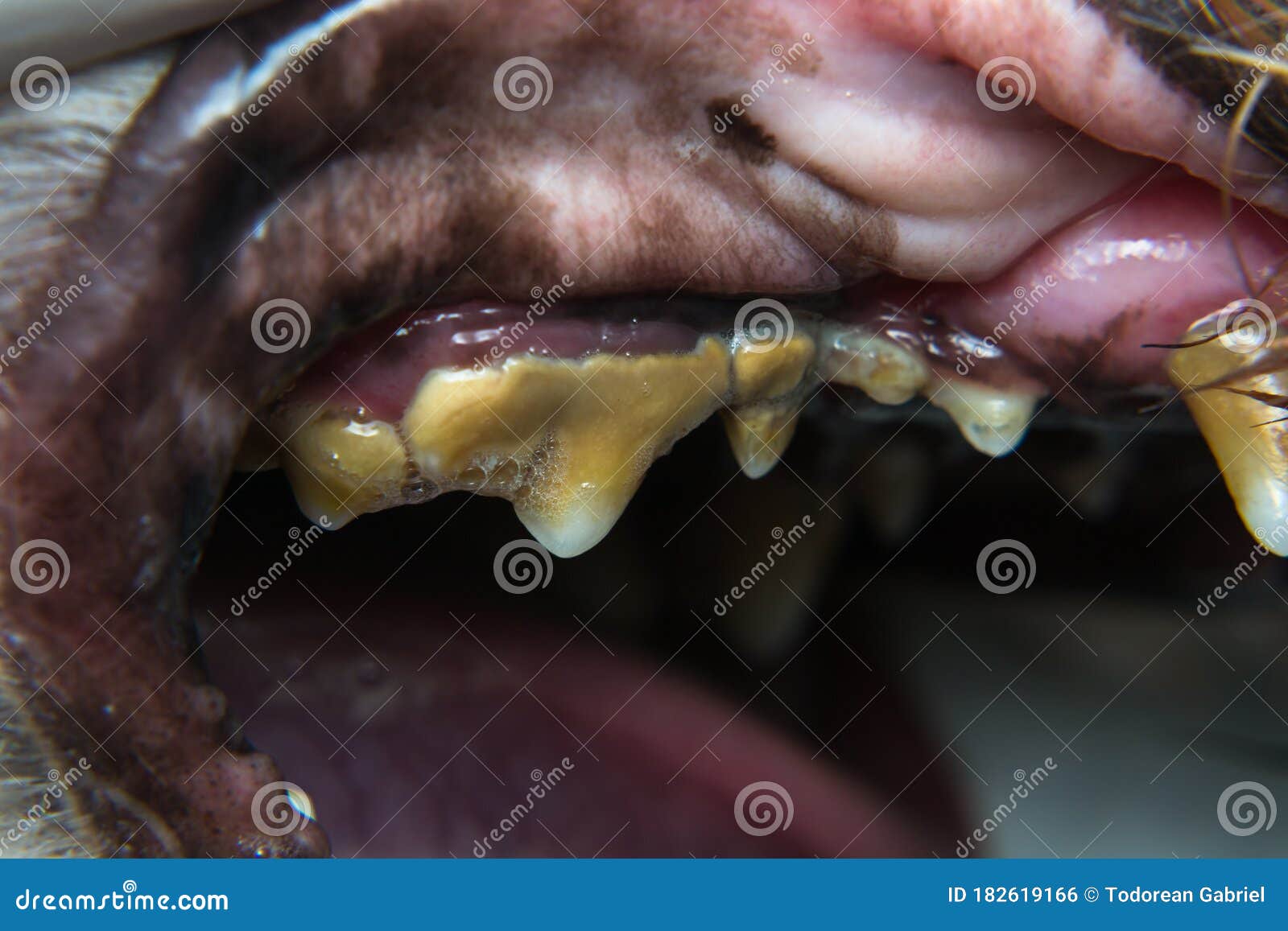 Dog with Gingivitis and Teeth with Tartar Stock Photo Image of people
