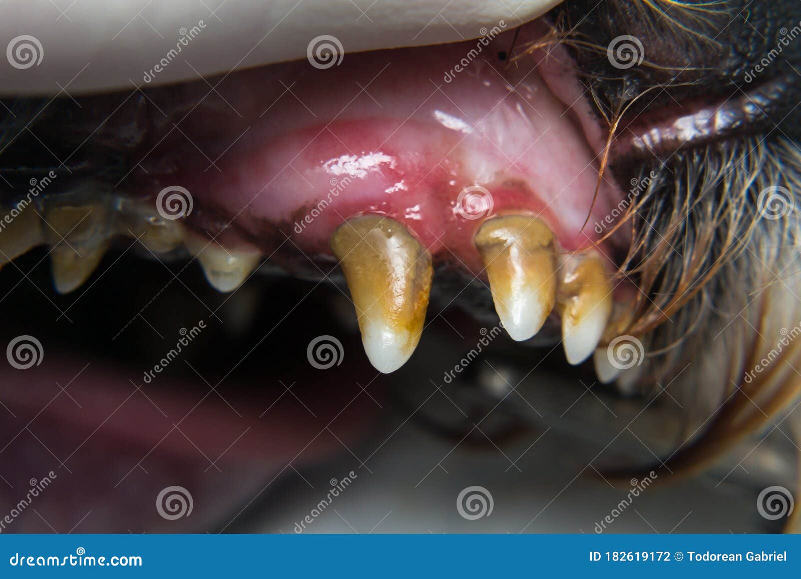 Dog With Gingivitis And Teeth With Tartar Stock Photo Image Of Stinky
