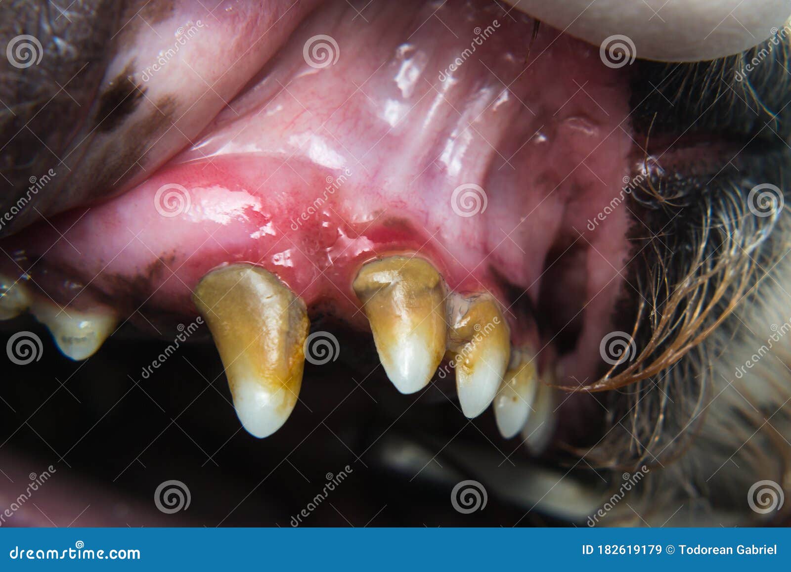 forfængelighed kan opfattes Polar Dog with Gingivitis and Teeth with Tartar Stock Image - Image of gingival,  gingivitis: 182619179