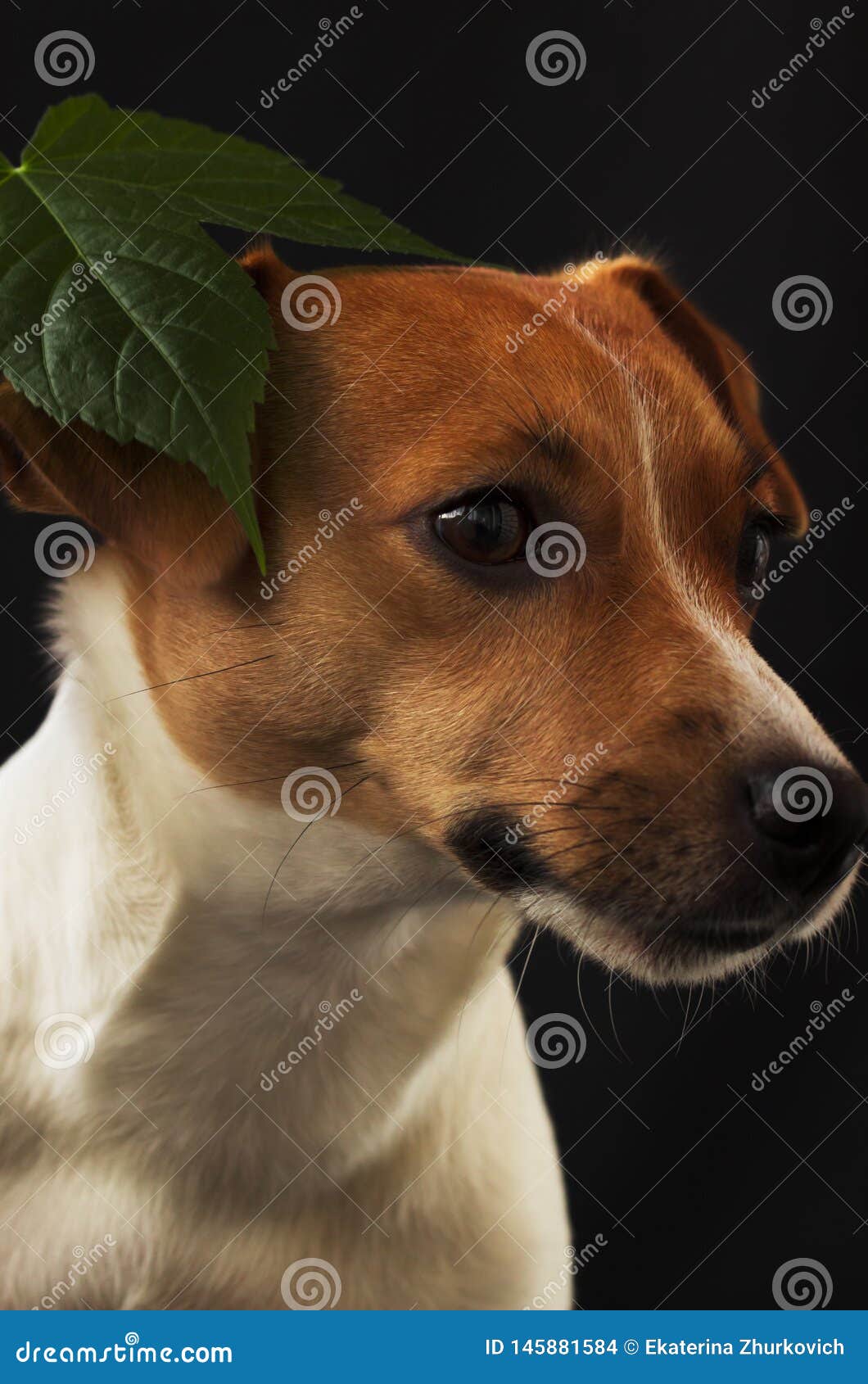 Dog Girl Jack Russell Looking Away On Black Background Stock Photo Image Of Love Space