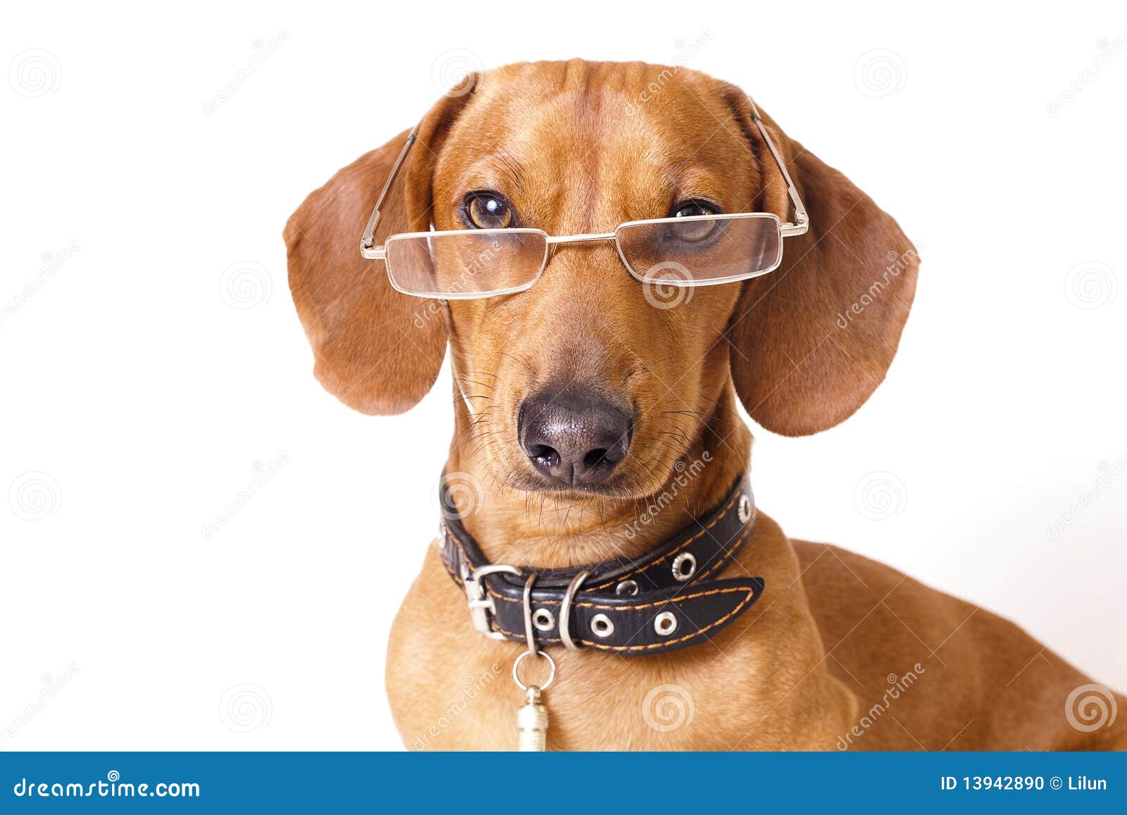 Dog in glasses stock photo. Image of rate, cute, maturity 13942890