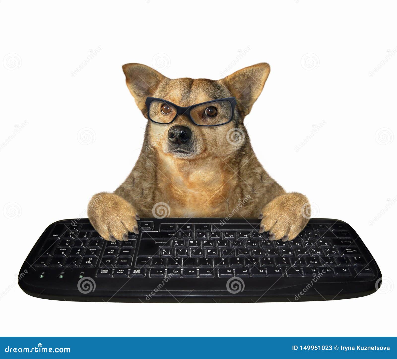 Dog in Glasses with a Black Keyboard Stock Image Image of business