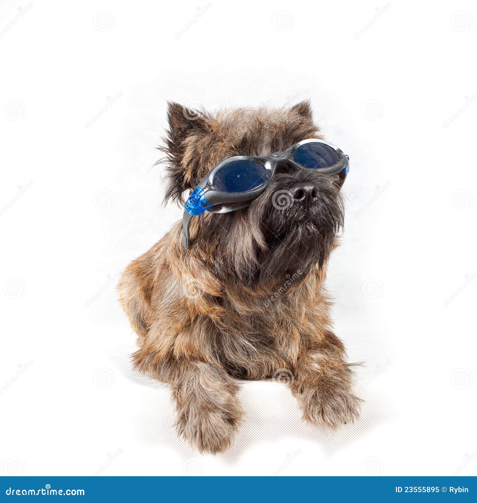 Dog with Glasses Portrait on White. Stock Image Image of canine