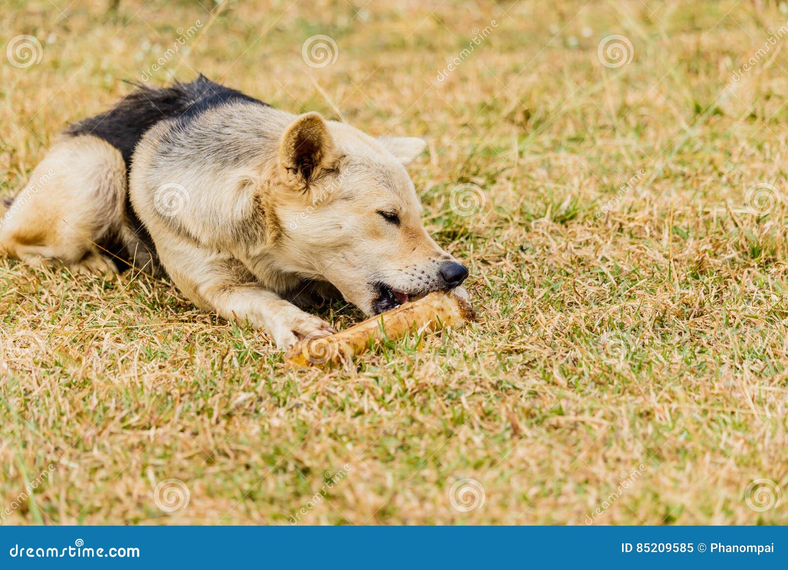 Dog Gnawing on a Bone in the Grass. Stock Image Image of eating