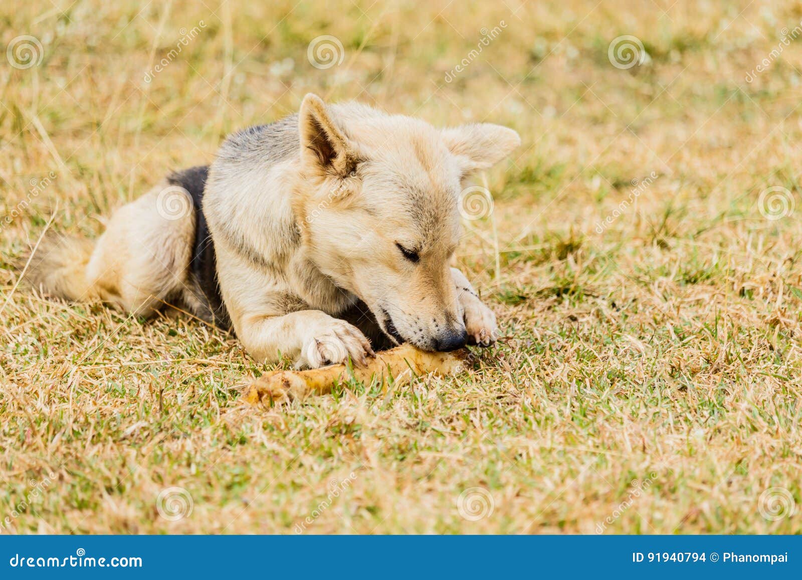 Dog Gnawing on a Bone in the Grass. Stock Photo Image of carnivore