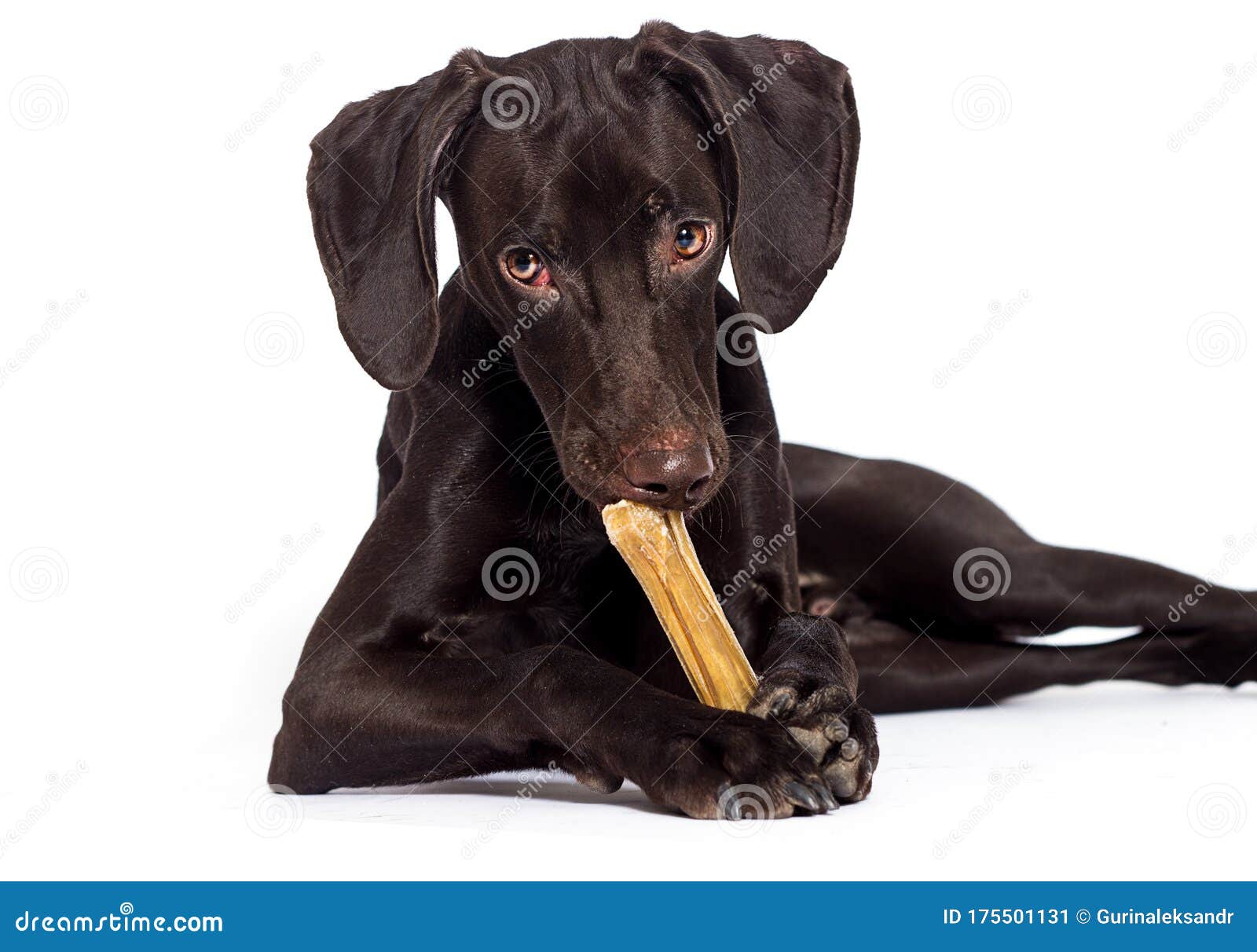 Dog Gnaws a Bone on a White Stock Image Image of pedigreed, gnaw
