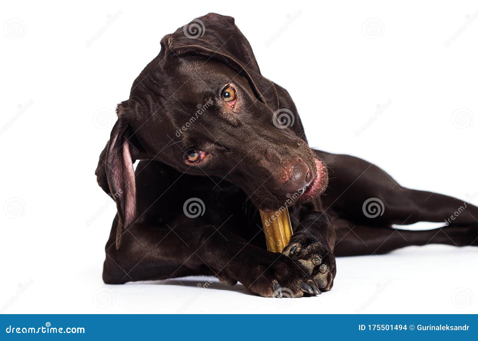 Dog Gnaws a Bone on a White Stock Photo Image of canine, nutrition