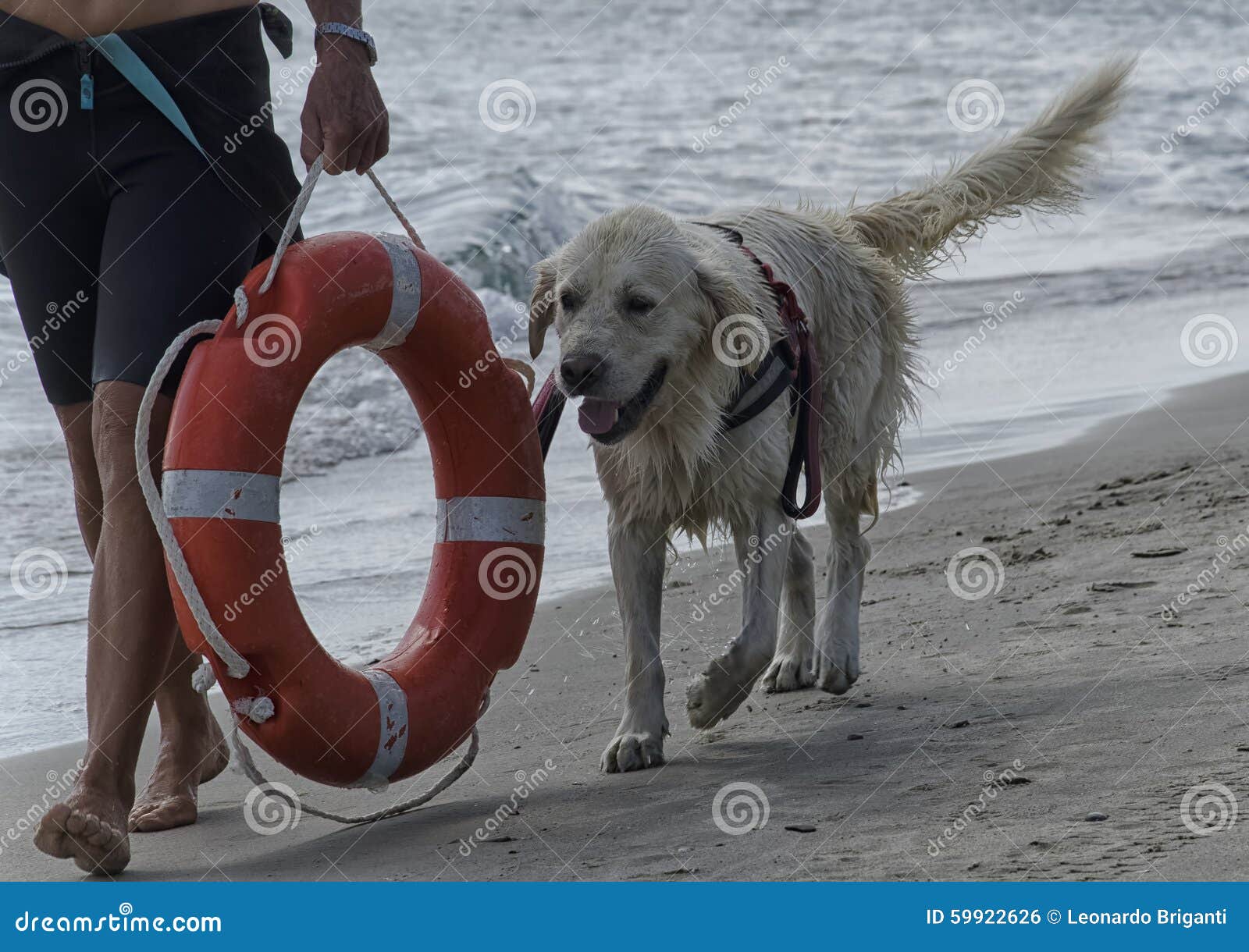 Dog Goes Away from the Beach Stock Photo Image of labrador, preserver