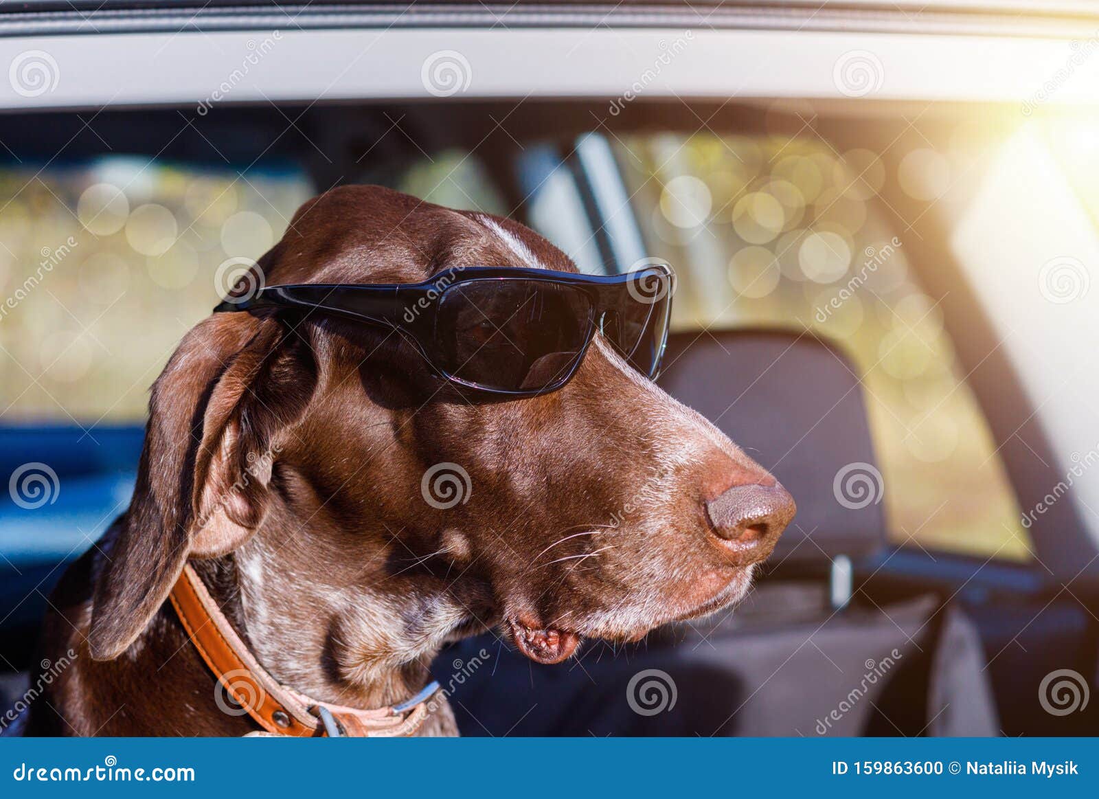 Dog in goggles in the car stock photo. Image of canine 159863600